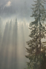 Solo spruce in morning haze. Rays and calm.