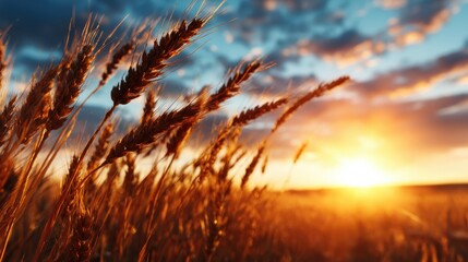 A dramatic landscape photo capturing golden wheat stalks sway under a warm sunset, representing the beauty of nature and the end of a fruitful day in agriculture.