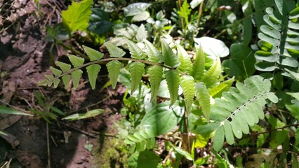 spring in the garden, Green leaves, flora and foliage. Photo shot in the forest. Perfect for documentaries about tropical rainforests and World Environment Day on June 5th.