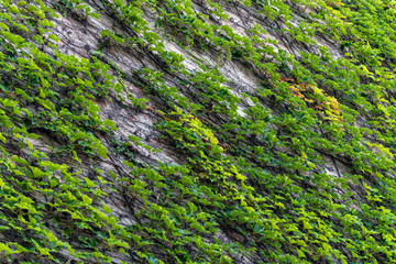 Green ivy growing diagonally on old stone wall