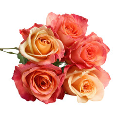 Naklejka premium Close-up of four peach and orange roses, isolated on a transparent background. background removed