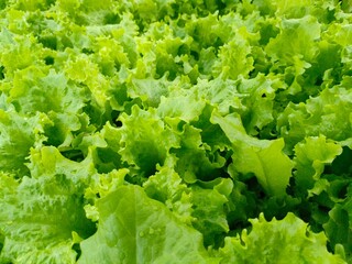 green lettuce leaves