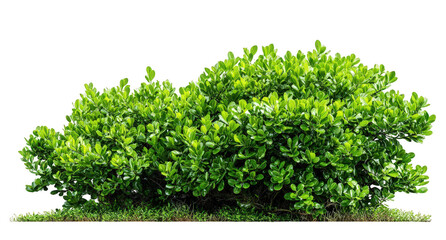 Lush Green Shrub with Dense Foliage on Transparent Background