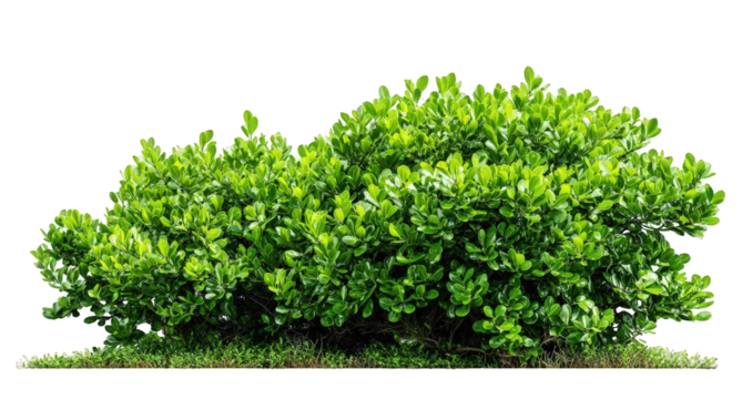 Lush Green Shrub with Dense Foliage on Transparent Background