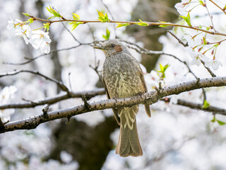 枝にとまるヒヨドリ