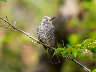 枝にとまるヒヨドリ