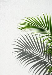 Fototapeta premium 白壁の緑陰