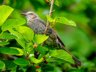枝にとまるヒヨドリ