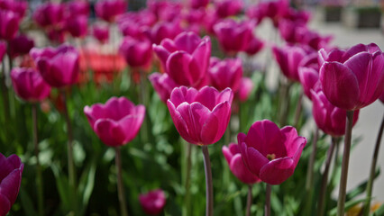Vibrant pink tulips blooming in a field outdoors in the netherlands during spring with lush green foliage creating a colorful and lively floral display
