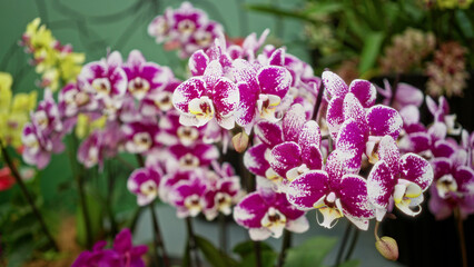 Vibrant orchids in full bloom outdoors in the netherlands capturing vivid pink and white petals under natural lighting showcasing horticultural beauty and diversity