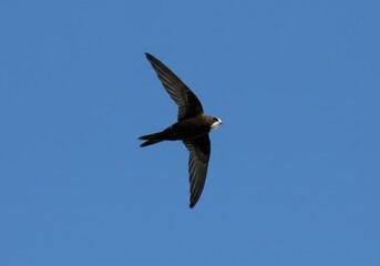 Obraz premium A realistic view of a common swift bird soaring gracefully through a clear and endless blue summer sky