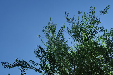Branchages feuillus dans le ciel bleu.