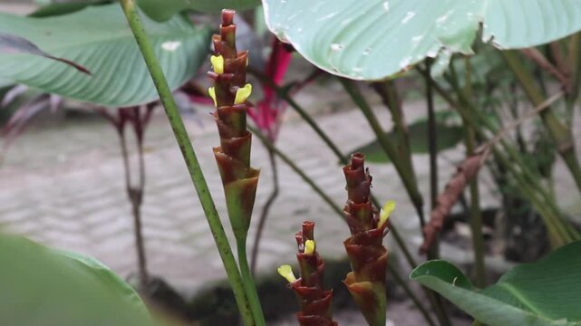 Calathea lutea is an ornamental plant. Often found in gardens and outdoor parks.