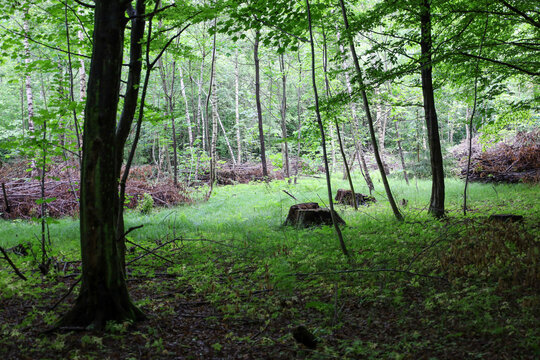 Fresh greenery of young grass and ferns covers a forest clearing. The contrast with a pile of dry brushwood and tall tree trunks creates a dynamic image that combines vital energy and the inalienable 