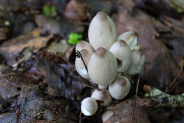 A group of peculiar mushrooms growing among fallen leaves creates an enigmatic forest composition. Their light caps contrast with the dark background, adding a sense of mystery and natural beauty to t