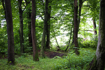 A sunny forest photo where light penetrates through the dense tree canopy, creating a gentle,...