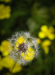 An unusual angle where a dandelion's seeds seem to be growing directly from a yellow flower, creating a surreal yet delicate composition. The sharp details in the center of the frame contrast with the