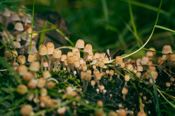 Coprinellus micaceus