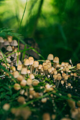 Coprinellus micaceus