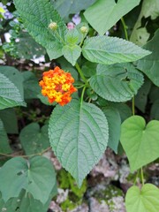 red and yellow flower