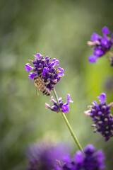 Ogrody Greckie na Zapopradziu w Muszynie latem. Detal natury. © rogozinski