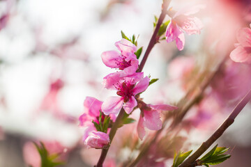 Peach trees blossom in spring
