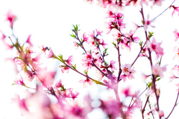 Peach trees blossom in spring