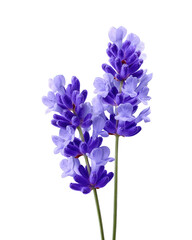 Purple Lavender Flowers on Black Background