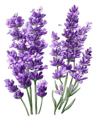 Obraz premium Purple Lavender Flowers on Transparent Background