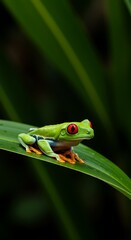 紅眼、緑葉の調べ