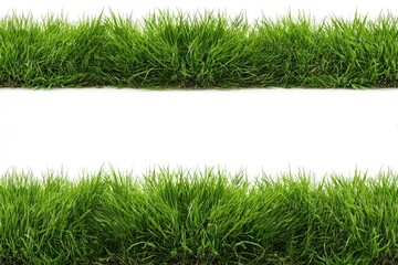 Two horizontal rows of vibrant green grass blades against a white background