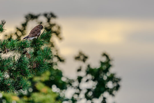 Ein Falke sitzt auf einem gr&uuml;nen Baumzweig in der Abendd&auml;mmerung
