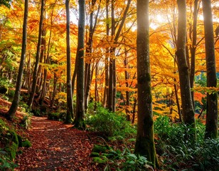 Fototapeta premium Autumn forest path bathed in sunlight