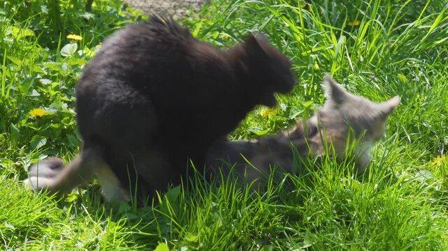 cats mating on grass, in spring cats mating in grass in garden