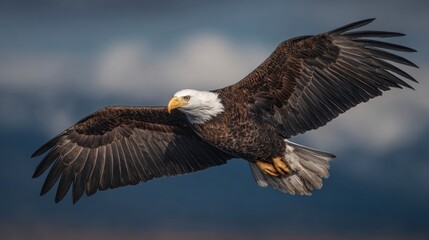 Fototapeta premium A majestic bald eagle soars through a dramatic sky, showcasing its powerful wings spread wide.