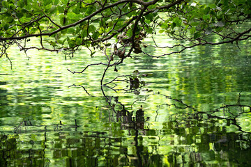 Green leaves and lake in the park