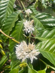 Fototapeta premium Close-up of blooming coffee flowers with white petals and green leaves on a Coffea plant. Tropical agriculture, coffee farming, and botanical growth detail. 