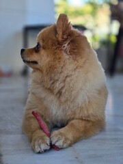 A small, shaggy, red-haired dog. A small Pomeranian.