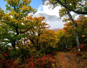 Naklejka premium Autumn forest path with mountain backdrop