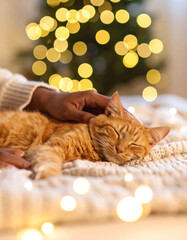 Ginger cat relaxing on bed with holiday lights