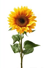 Single sunflower, vibrant yellow petals, dark brown center, green leaves, tall stem, isolated white background