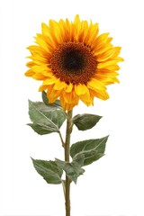 Obraz premium Single sunflower on white background