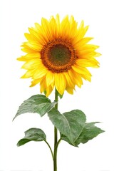 Obraz premium Single sunflower with vibrant yellow petals and dark center, green leaves on a tall stem, isolated on white background