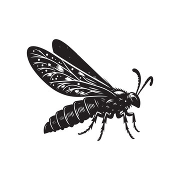 black insect wings white background clip art preview
