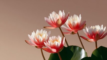 Fototapeta premium Beautiful pink water lilies bloom gracefully in a serene setting. Their vibrant petals contrast with lush green leaves. Ideal for nature lovers and relaxation themes. AI