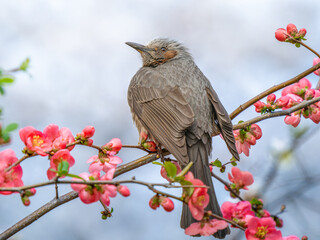 ボケの花とヒヨドリ
