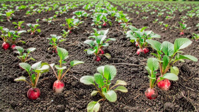 Field with rows of young radish plants growing in fertile soil