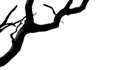 Abstract Dark Branch Silhouette with White Sparkles on Black Background