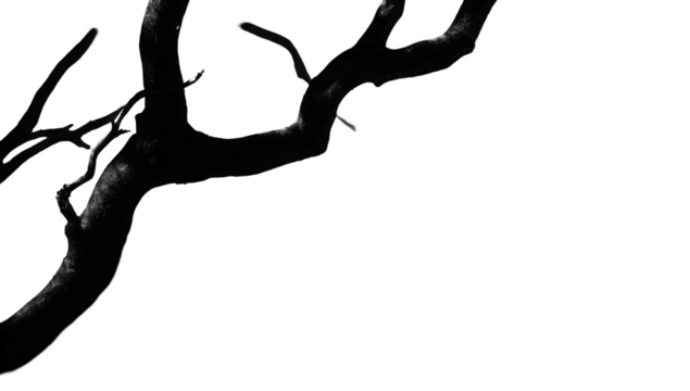 Abstract Dark Branch Silhouette with White Sparkles on Black Background