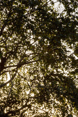 Verdant Tree Canopy with Sunlight